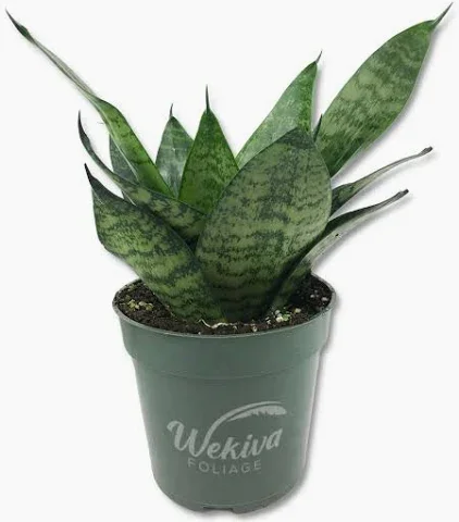 Snake Plant, Hahnii Misty Star (4in pot)