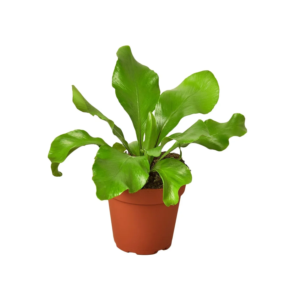 Birds Nest Fern (4in pot)