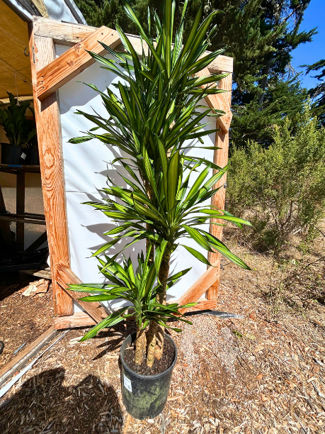 Dracaena Rikii (10in pot)