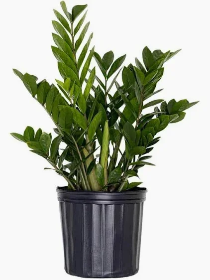 ZZ Plant (9in pot)