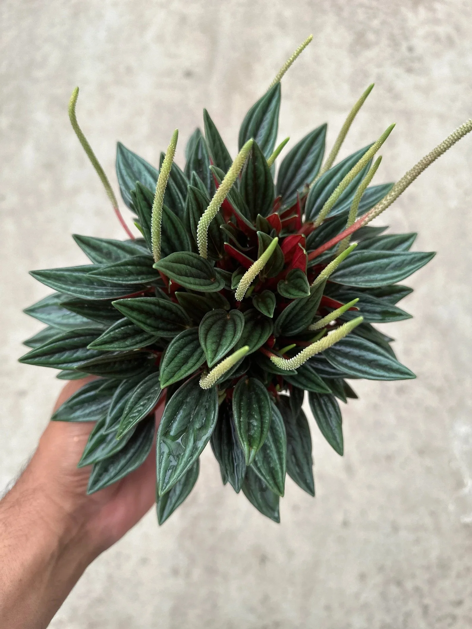 Peperomia San Marino (4in pot)