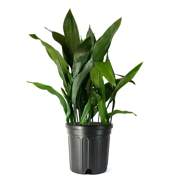 Cast Iron Plant (10in pot)