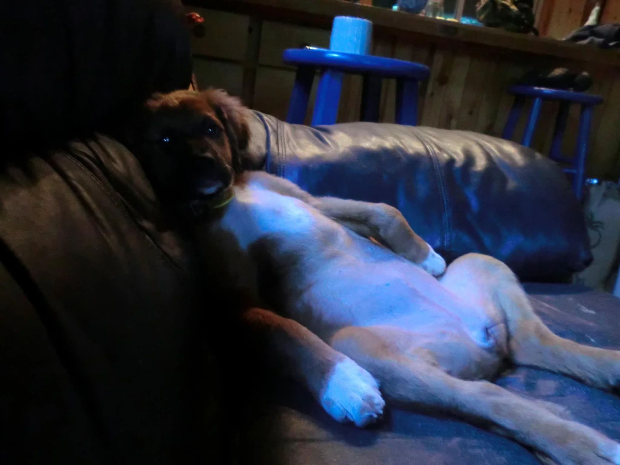 couch potatoe maddy.jpg