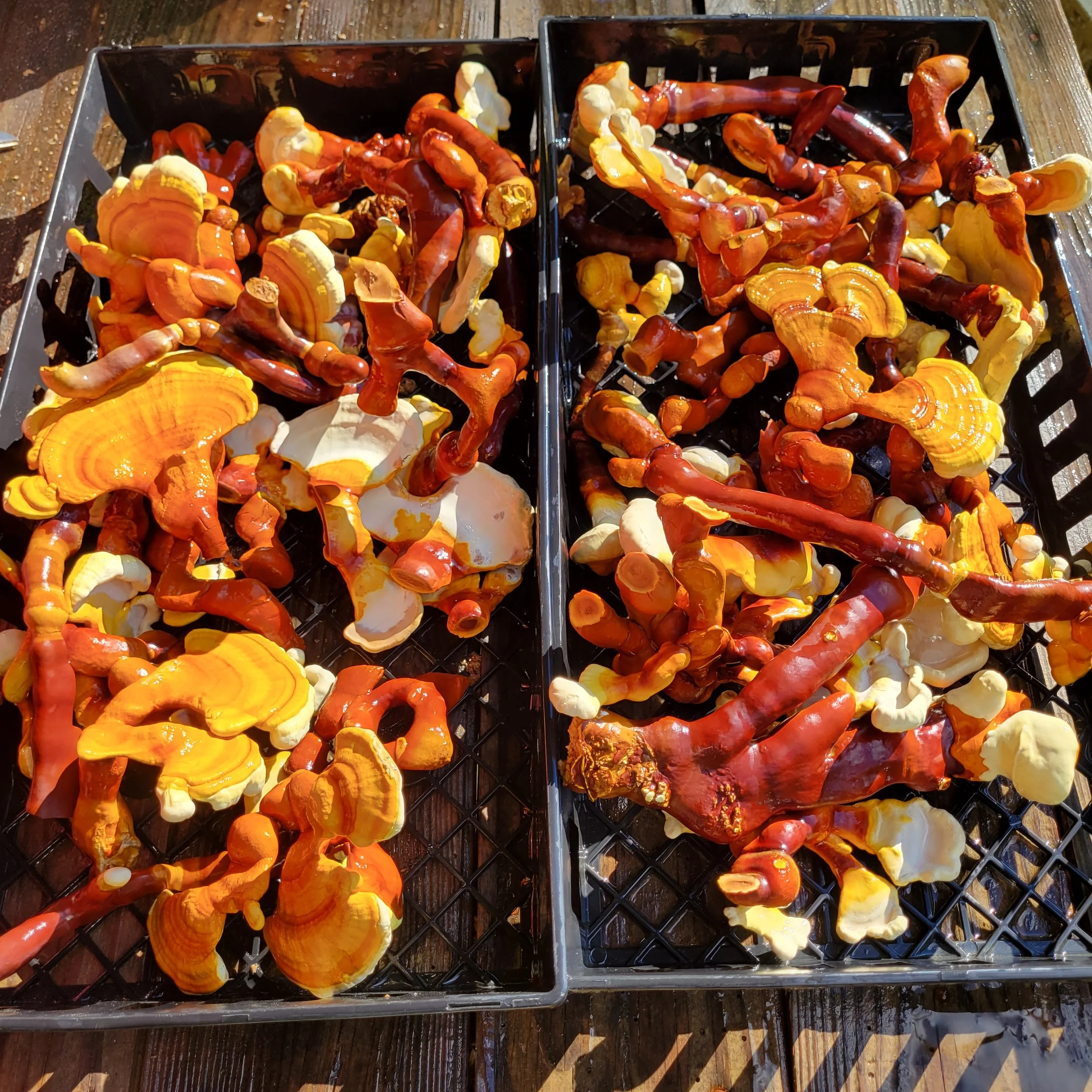 reishi harvest.jpg