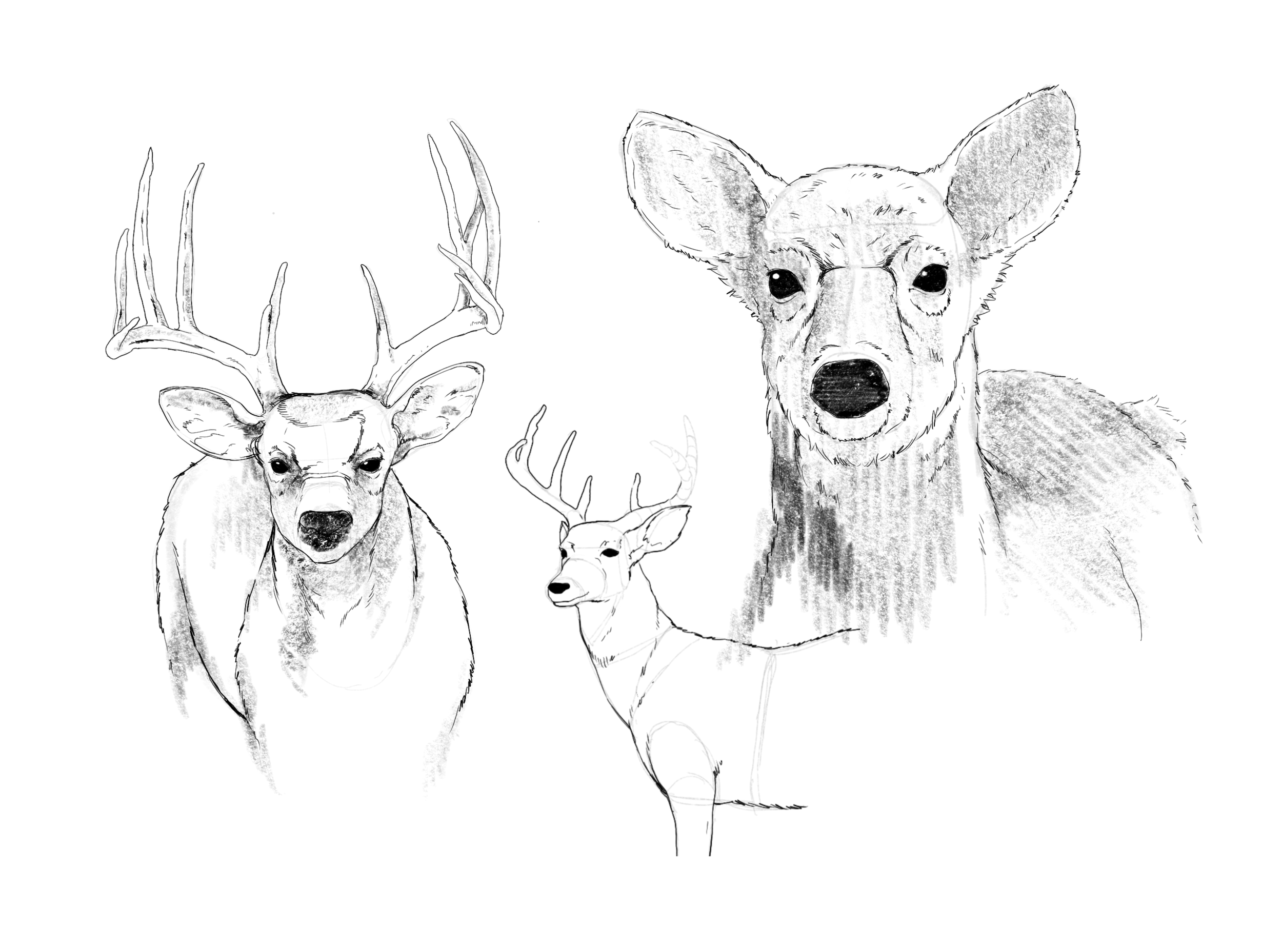 deerpictire.png