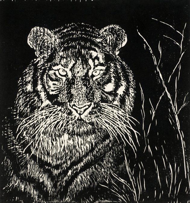 Tiger Hiding in Tall Grass