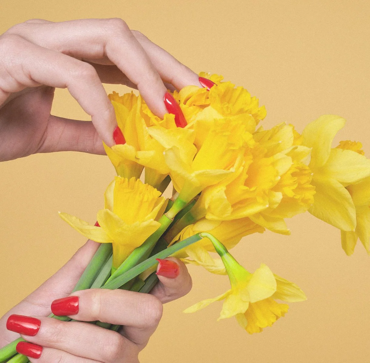 12_Daffodils_Hands-032.jpg