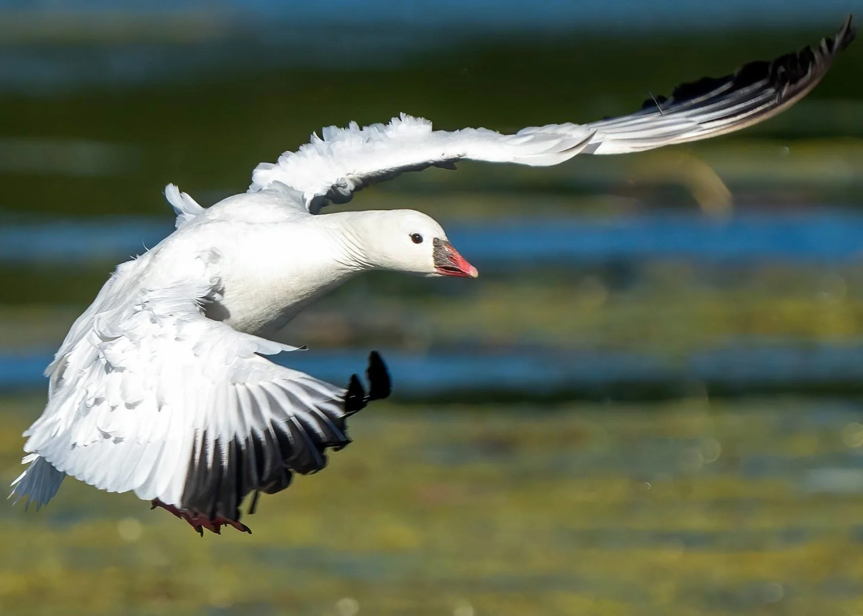 Ross's Goose, Frampton June 2024