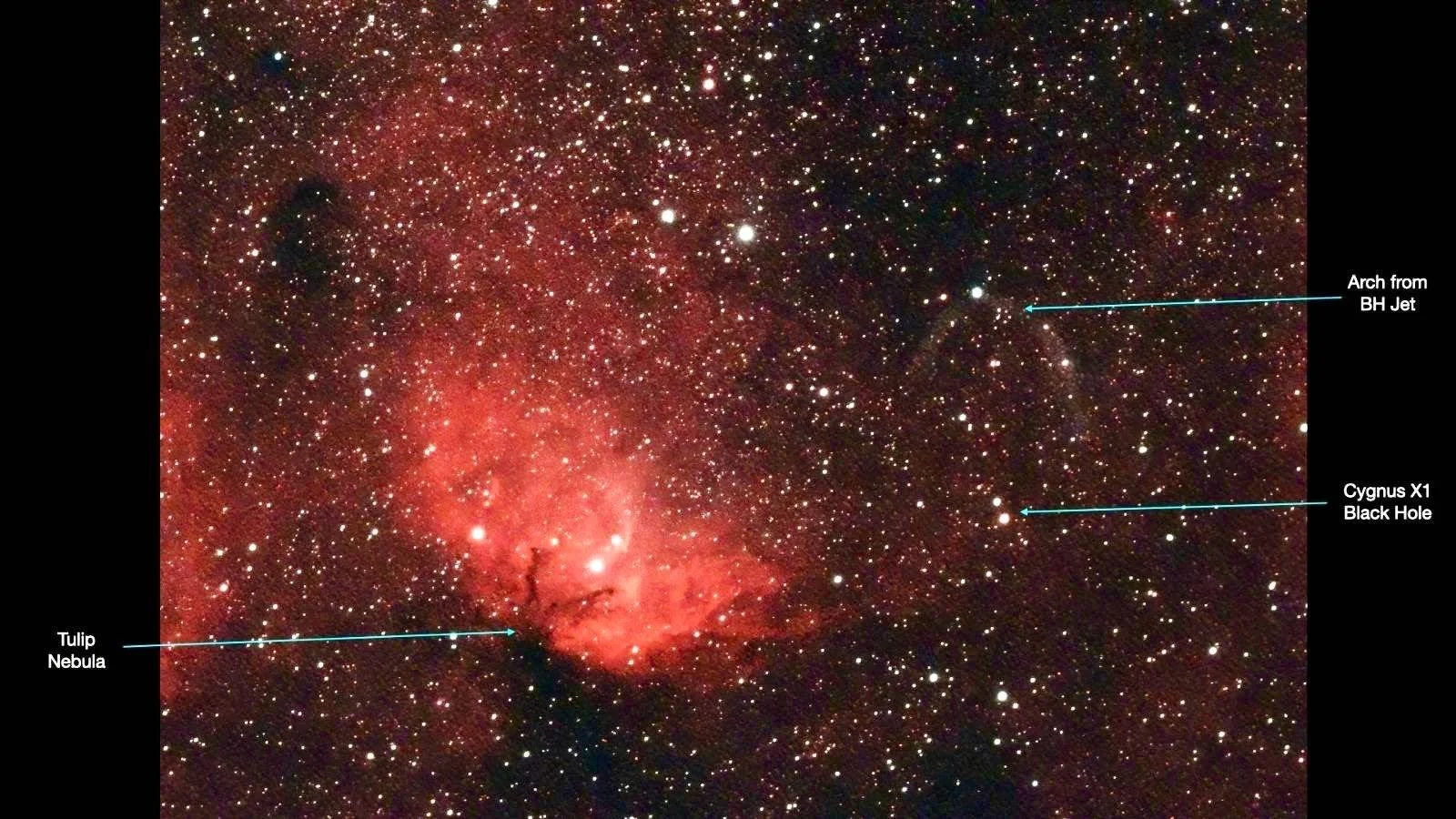 The Tulip in Cygnus and location of X1