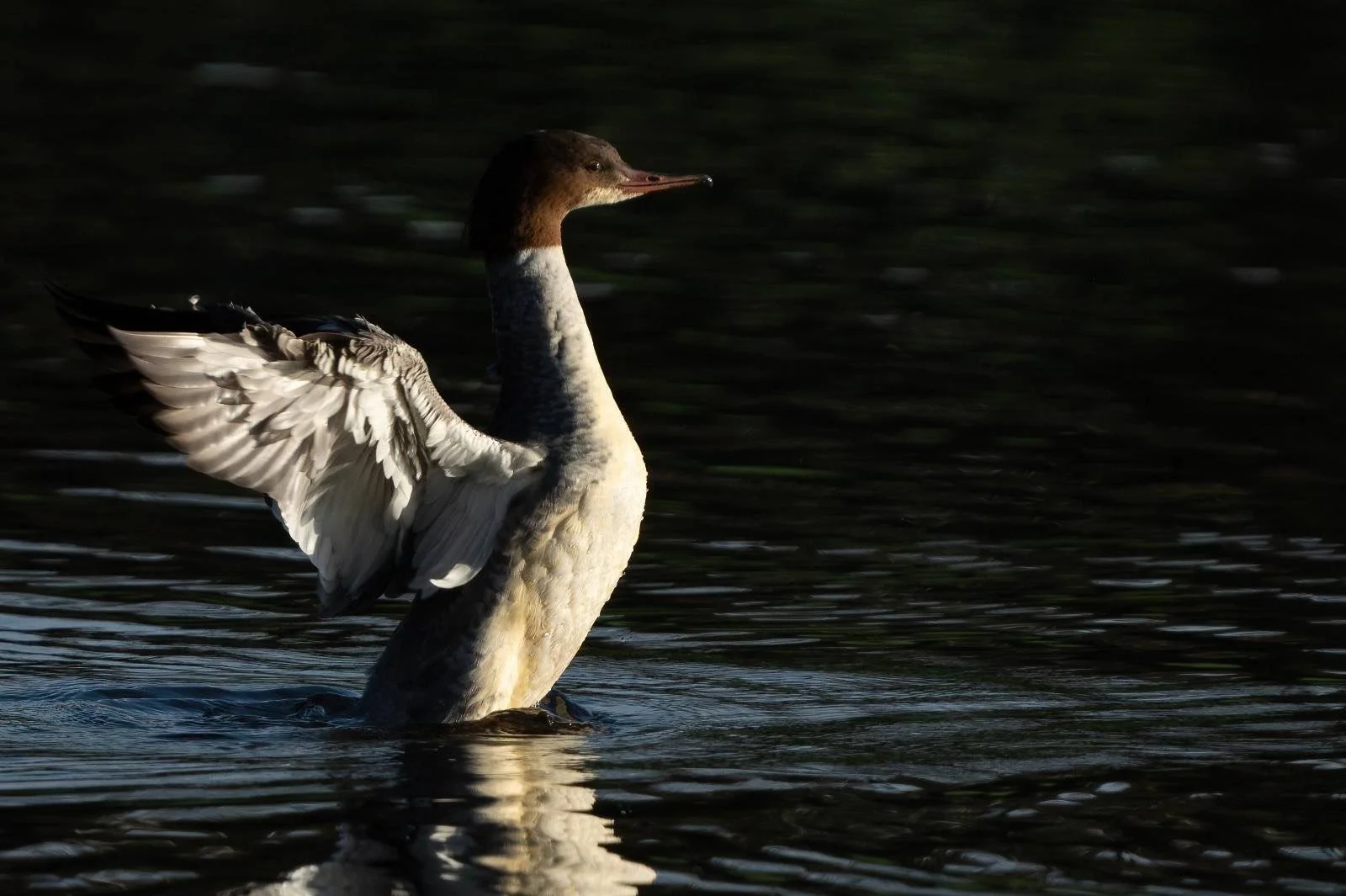 Here's the Goosander doing the flappy thing most ducks do. 