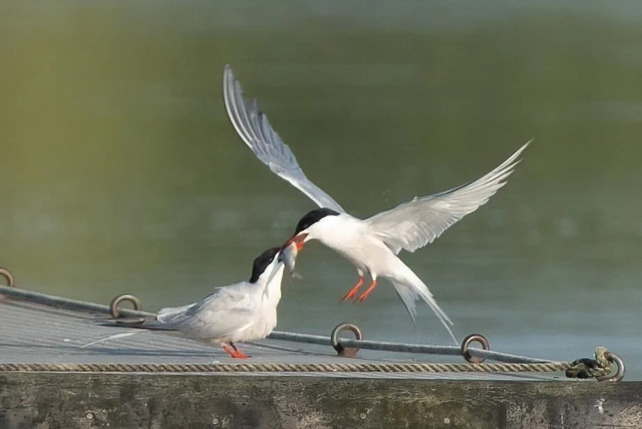 Common Terns feeding. Very agile flyers and divers - great to watch.