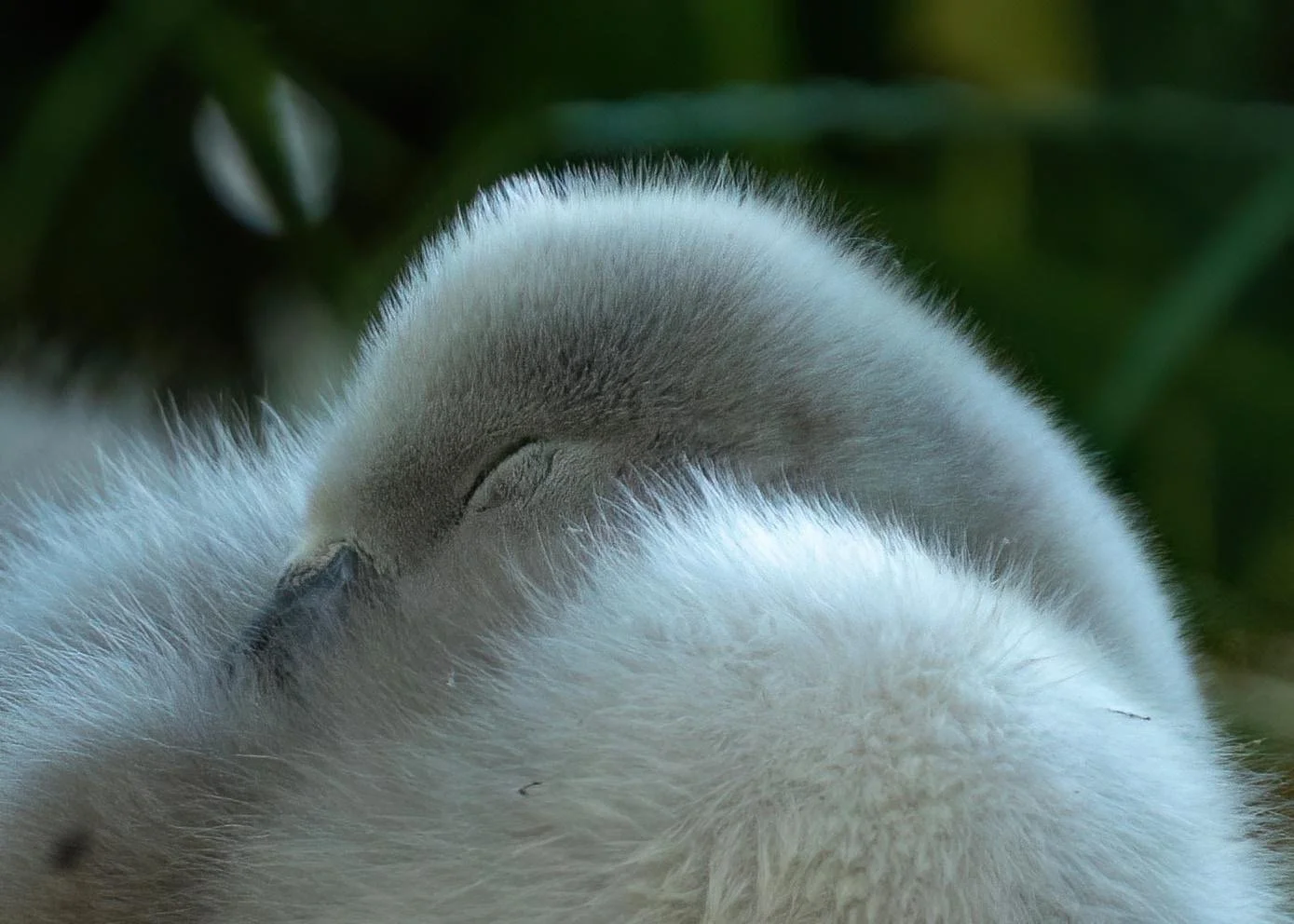 Cygnet resting June 2023
