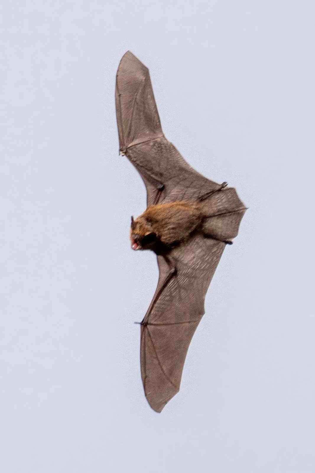 A Pipistrel Bat a 12.30pm 22nd February 2025. It's had probably been disturbed at roost, they are not normally out in the day. 
