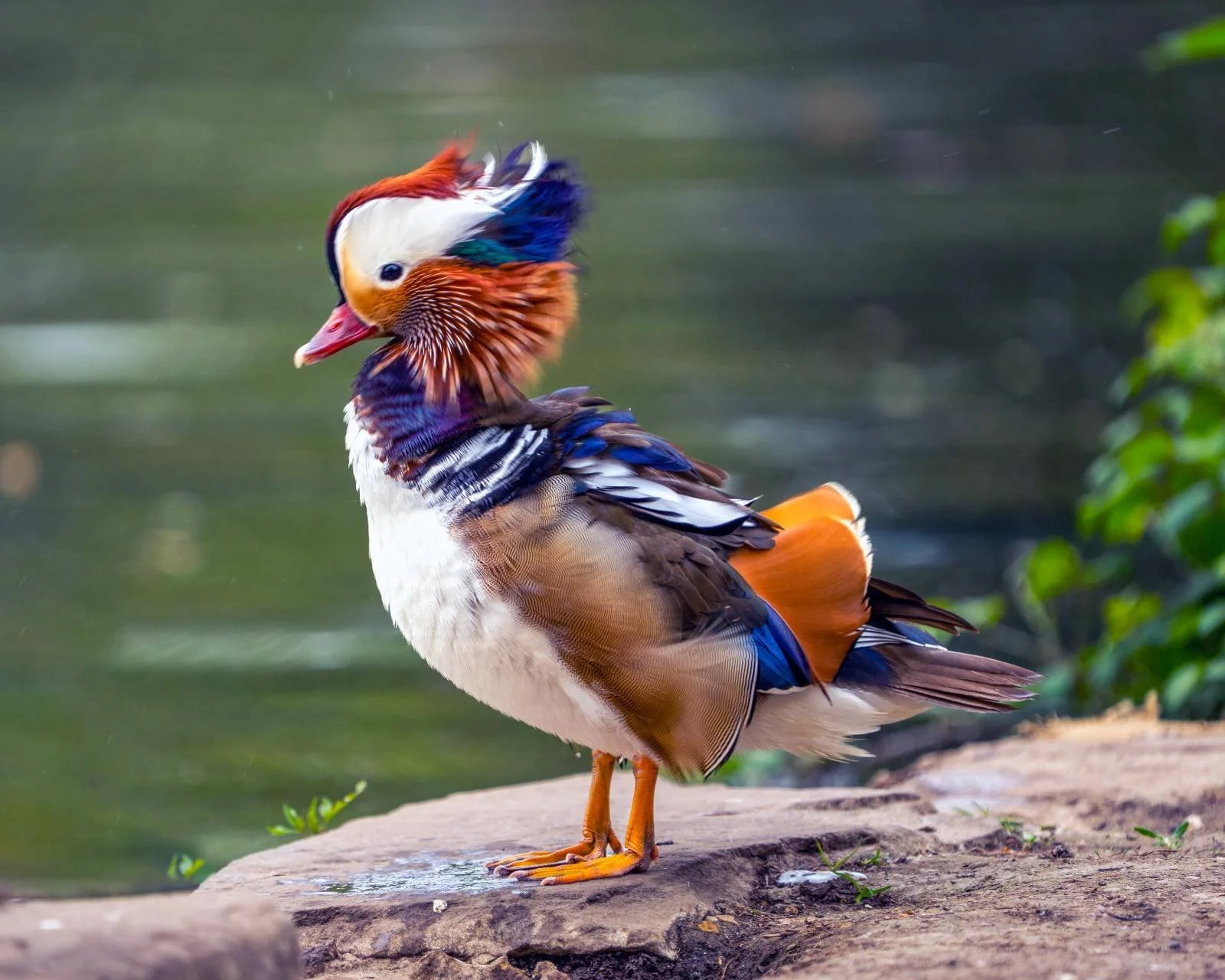 Mandarins, the males in particular, are the most colourful of ducks. This one visited in May 2025.
