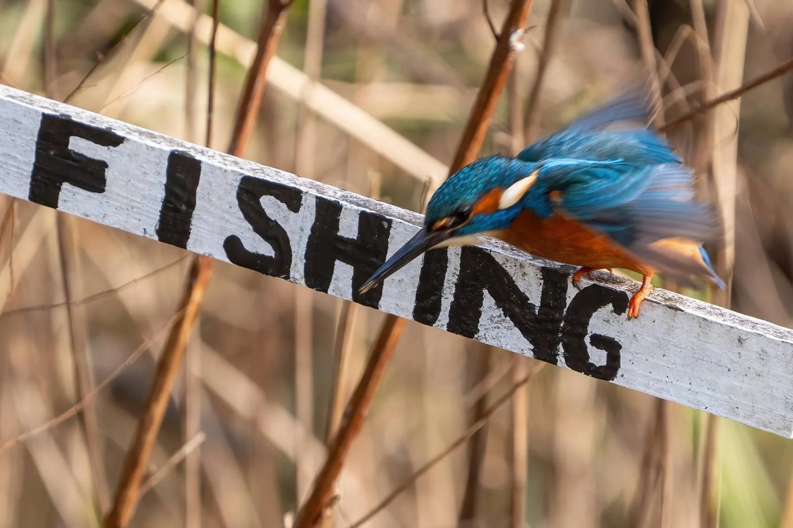 Taking advantage of a good perch January 2025