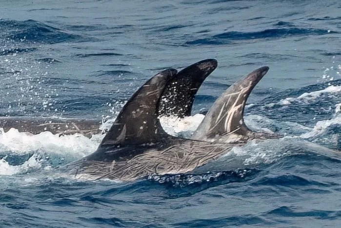 They fight their food, their competition and each other and gradually become scarred like this. 