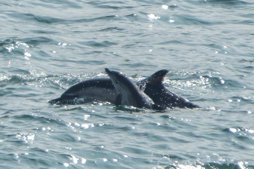 With a calf Plymouth August 25. 