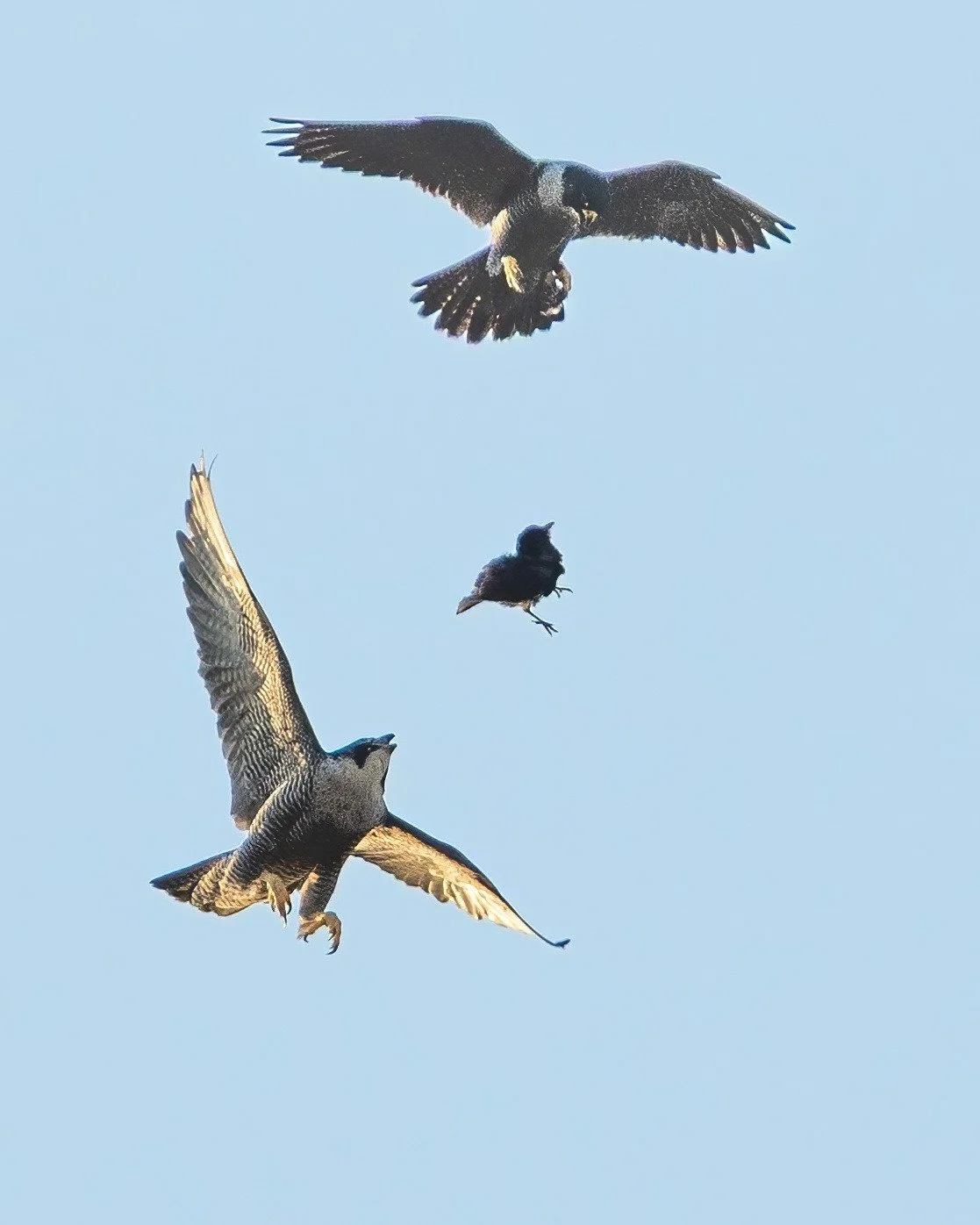 Doing the famous pass of food in mid air