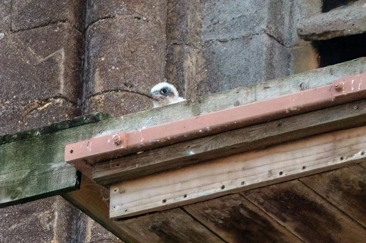 First peek over the nest plank