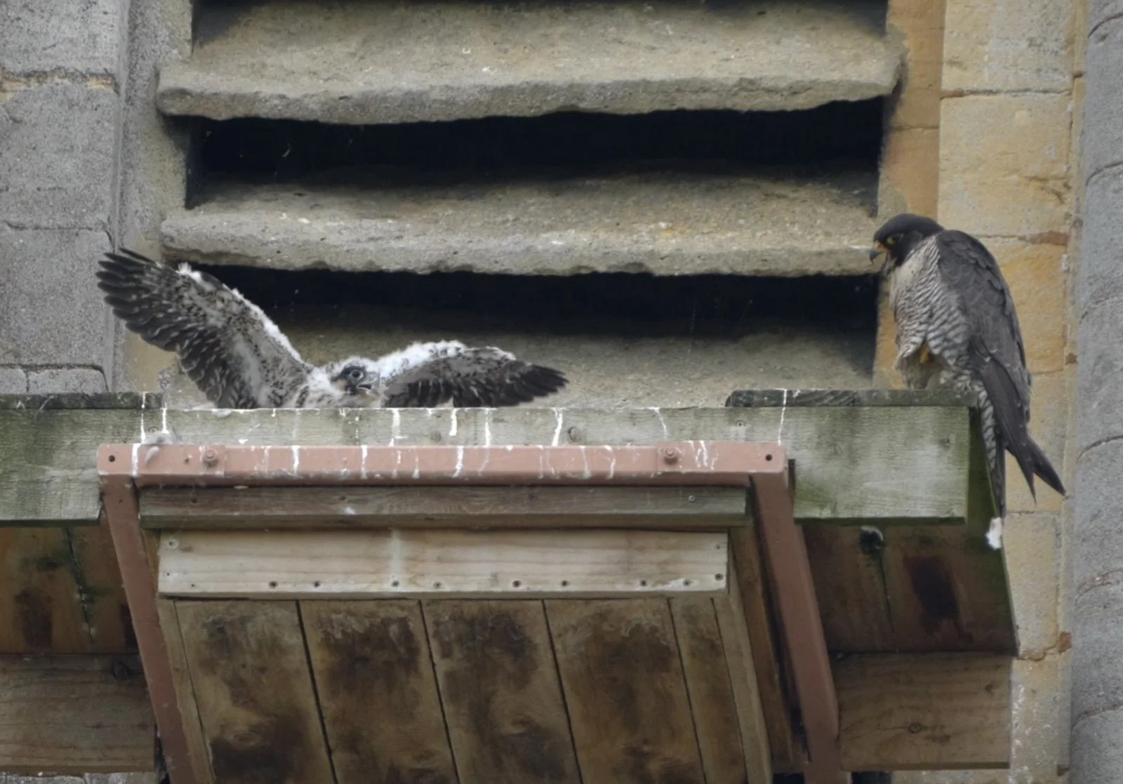 They are beginning to exercise their wings