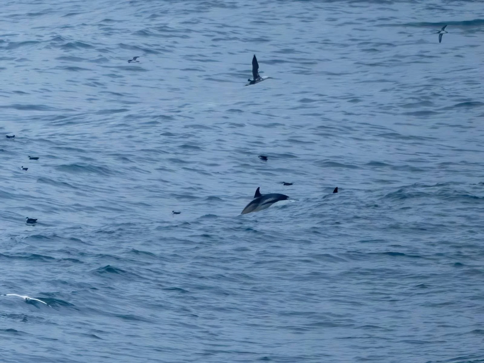 Seabirds can shows you fish which dolphins might be hunting :)