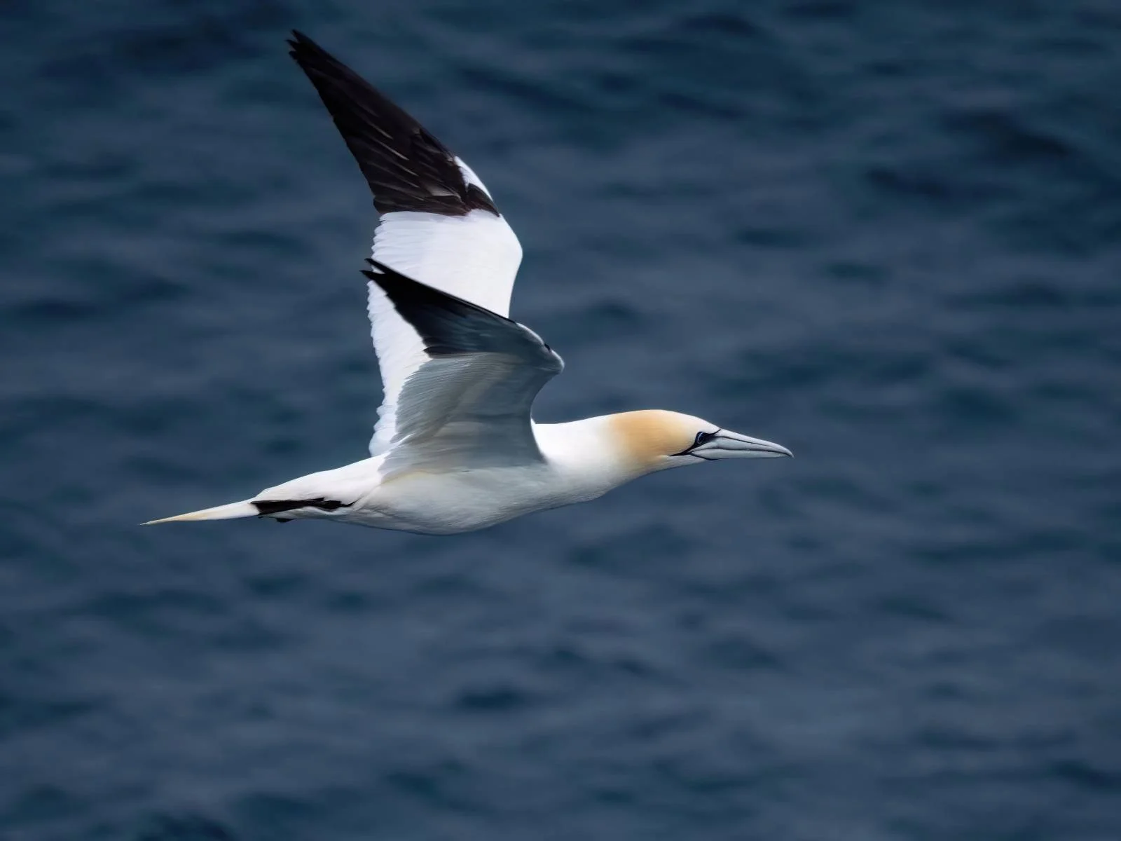 Lots of Gannets