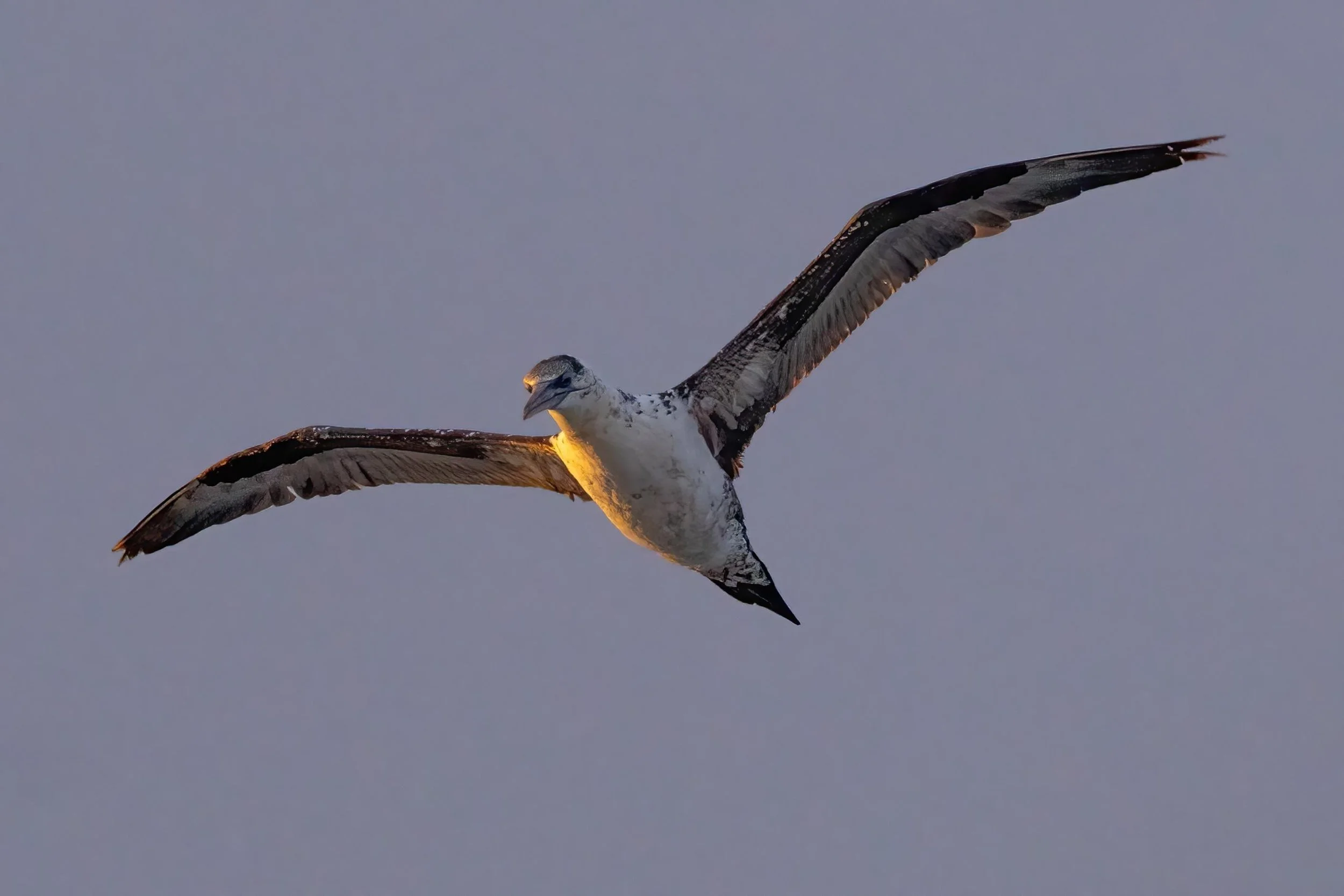 This is a young Gannet