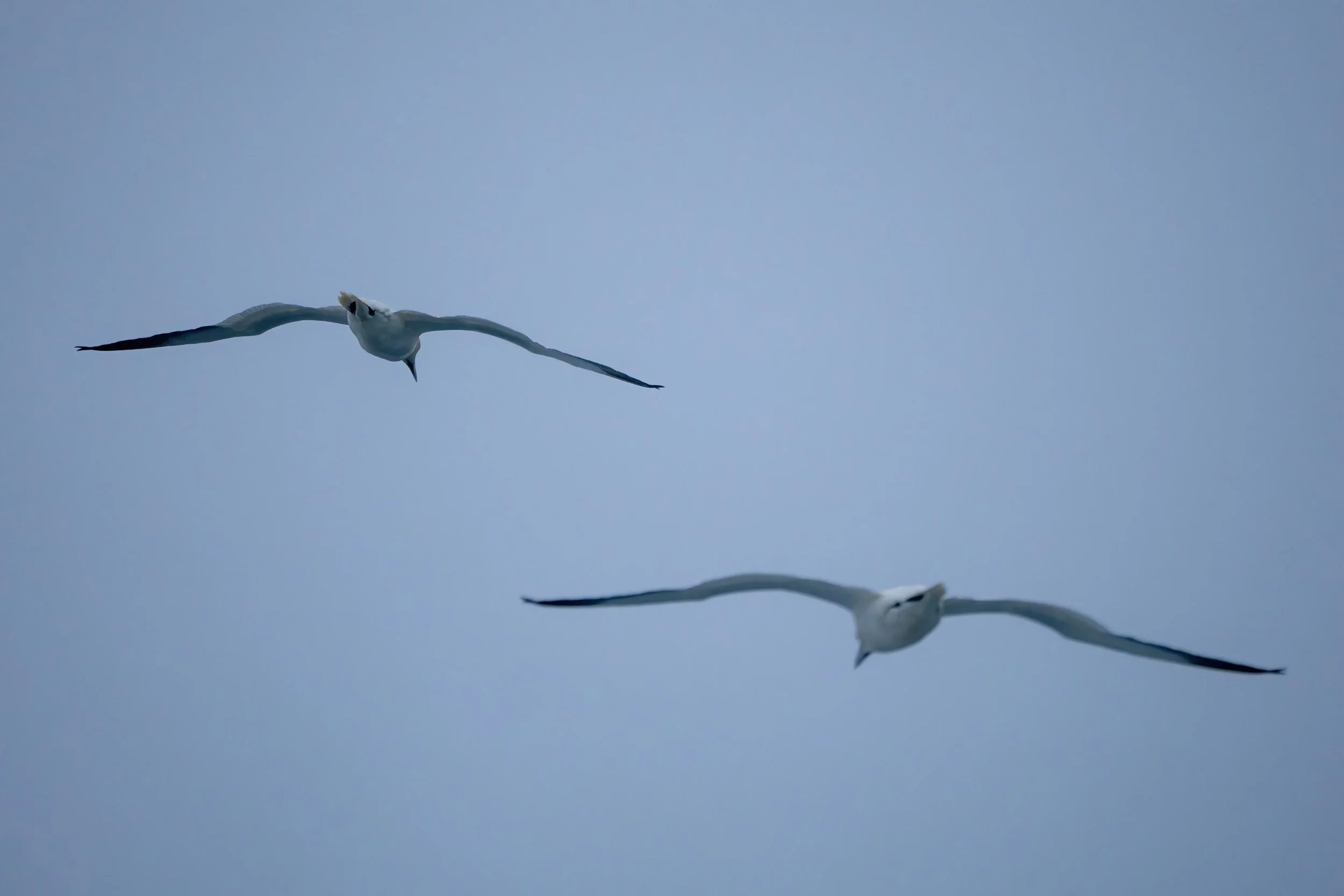 THese two followed the ship for miles- maybe saving energy or hoping we'd churn up fish.