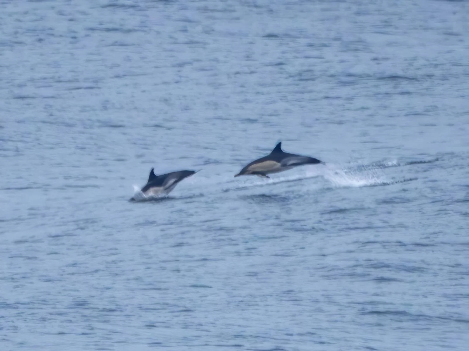 We saw lots of dolphins - they liek to jump the wake of ships.