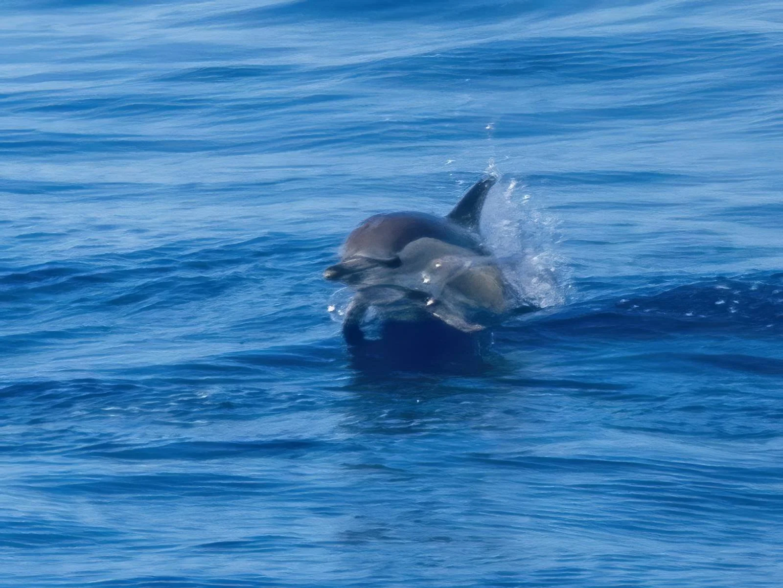 Brighter weather for dolphin spotting off Santander