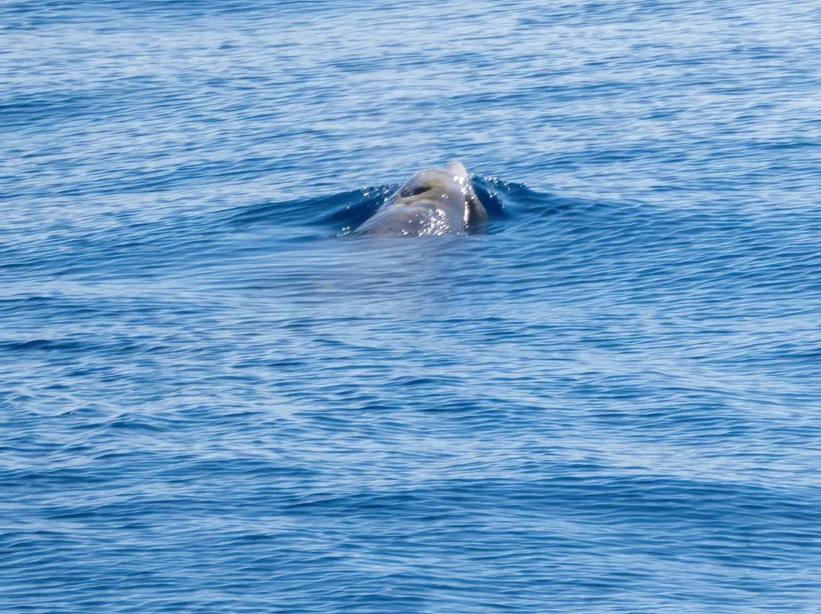 Cuviers Beaked Whales - the deepest diving, longest breath holding type.