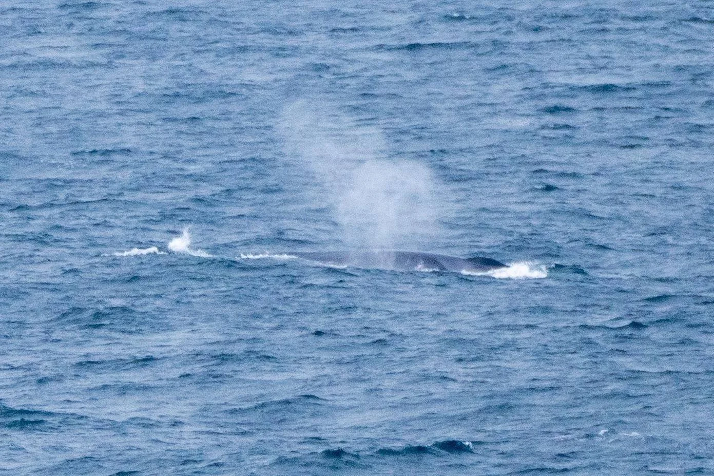 A young Fin whale - these are big at up to 27m!