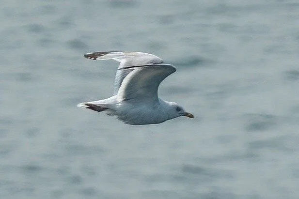 A Kittiwake - Plymouth Harbour