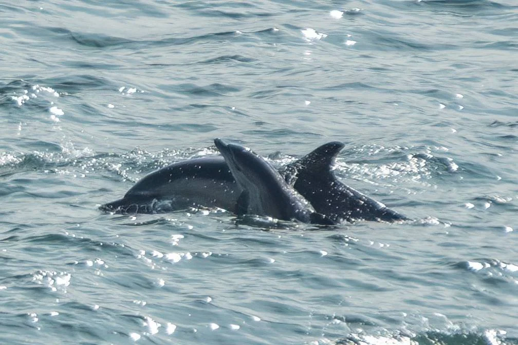Lots of Common Dolphins in Plymouth harbour