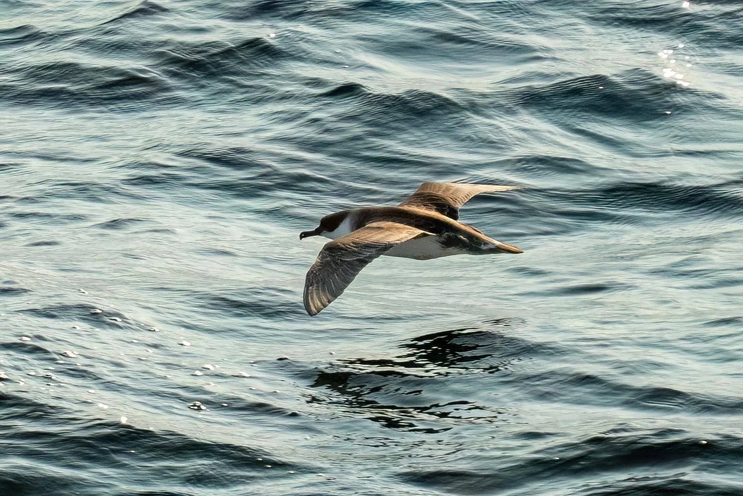 A Great Shearwater English Channel
