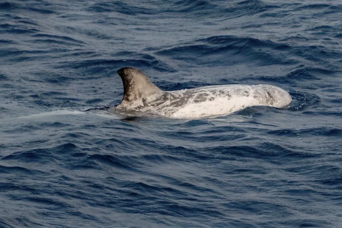 Risso's Dolphin - Bay of Biscay
