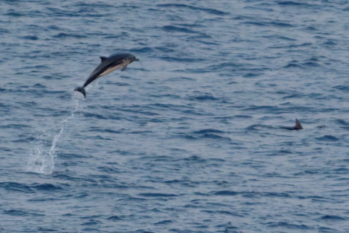 Astonishing Leap by Striped Dolphin Bay of Biscay