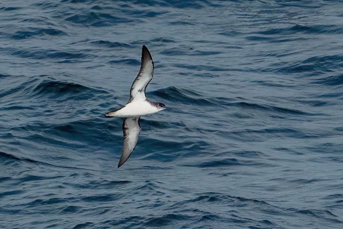 Manx Shearwater English Channel