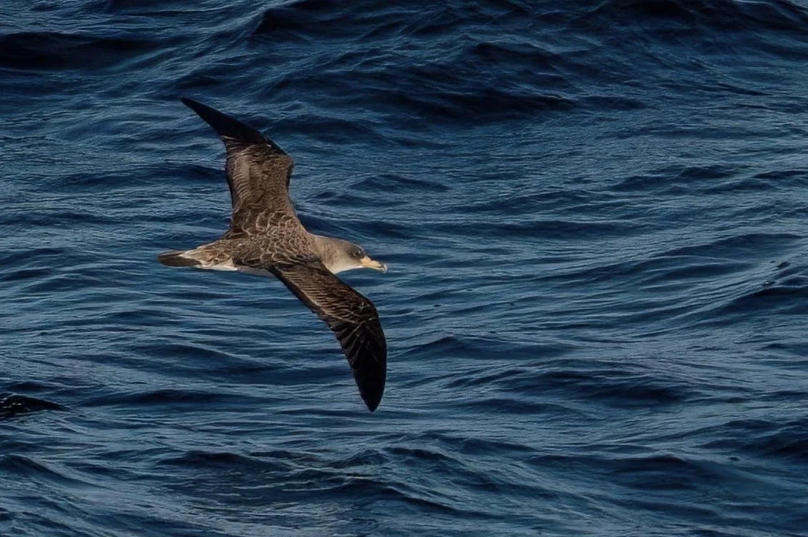 Cory's Shearwater English Channel