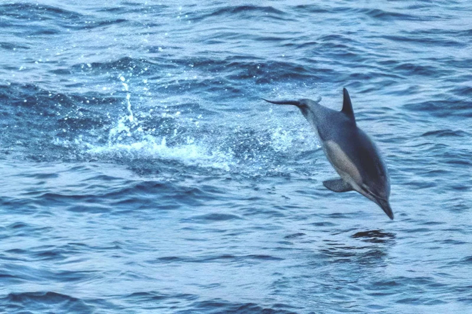 Dolphin Leaping late evening Bay of Biscay