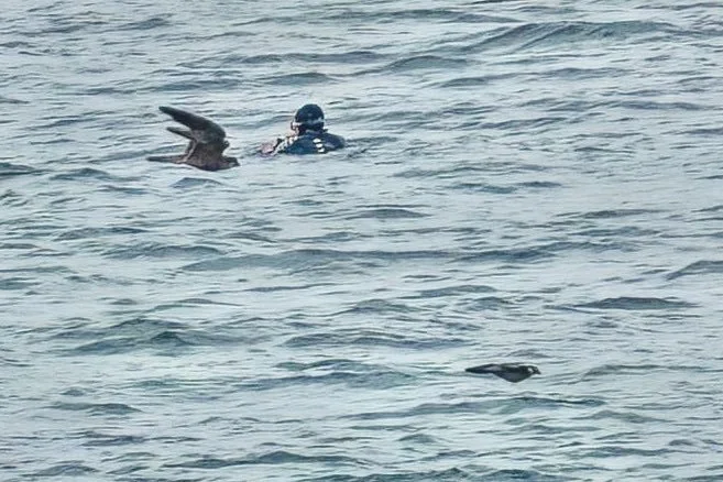 When diving you may miss the Peregrine chasing a Pigeon over your head :)