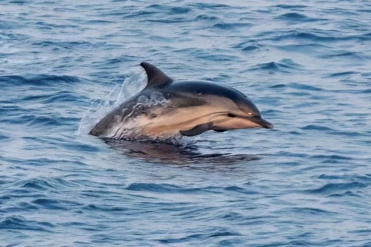 Striped Dolphins Bay of Biscay