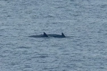 Distant Pilot Whales Bay of Biscay