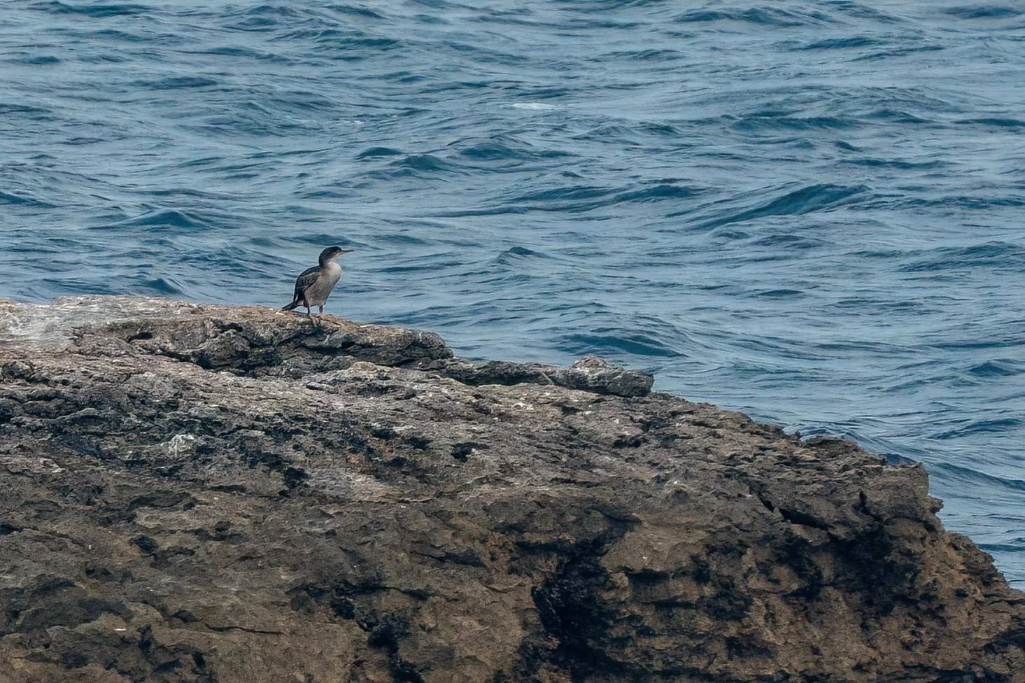 A Common Shag resting - Santander