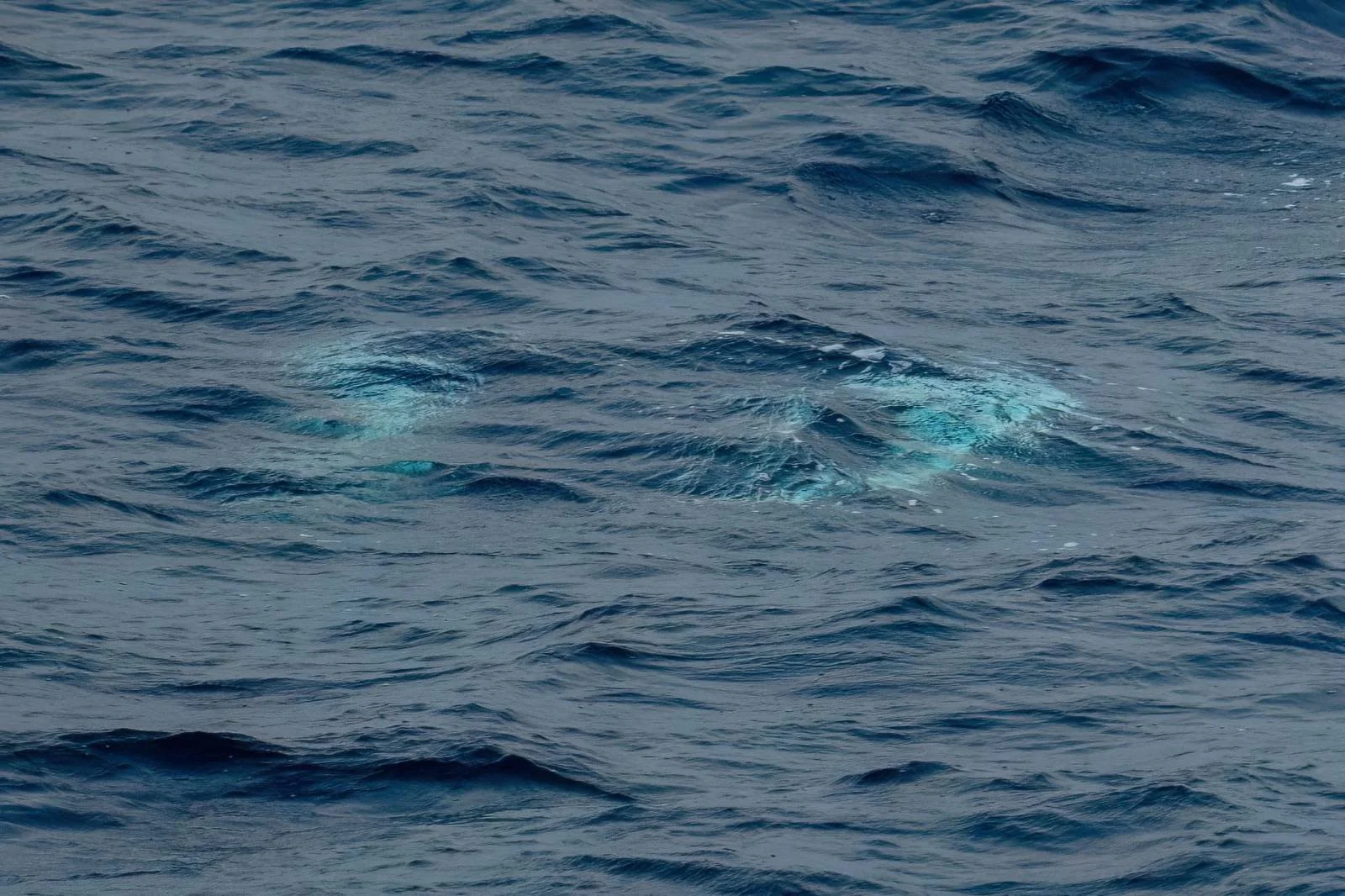 Aliens? Actually Risso's dolphins underwater