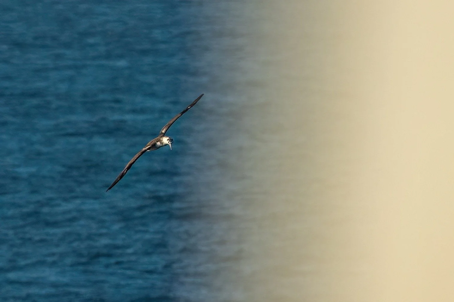 Gannet checking our wake for possible fish