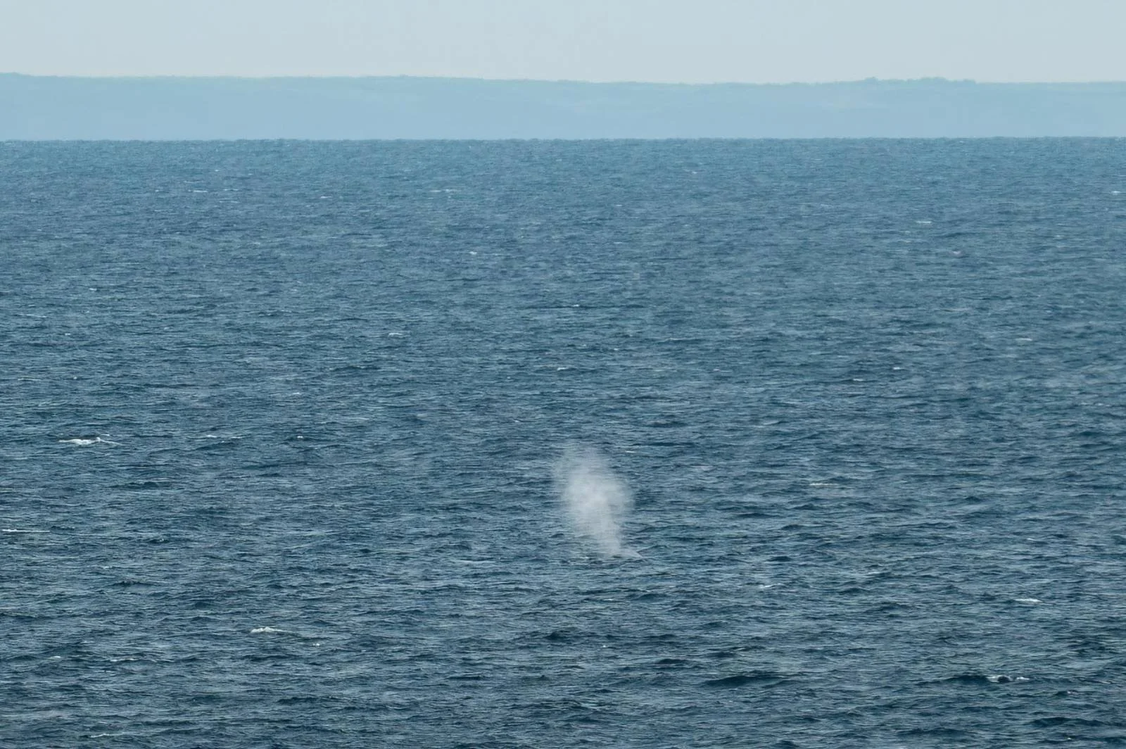 Tharr she blows! - a group of 4 fin whales on the way back near Plymouth
