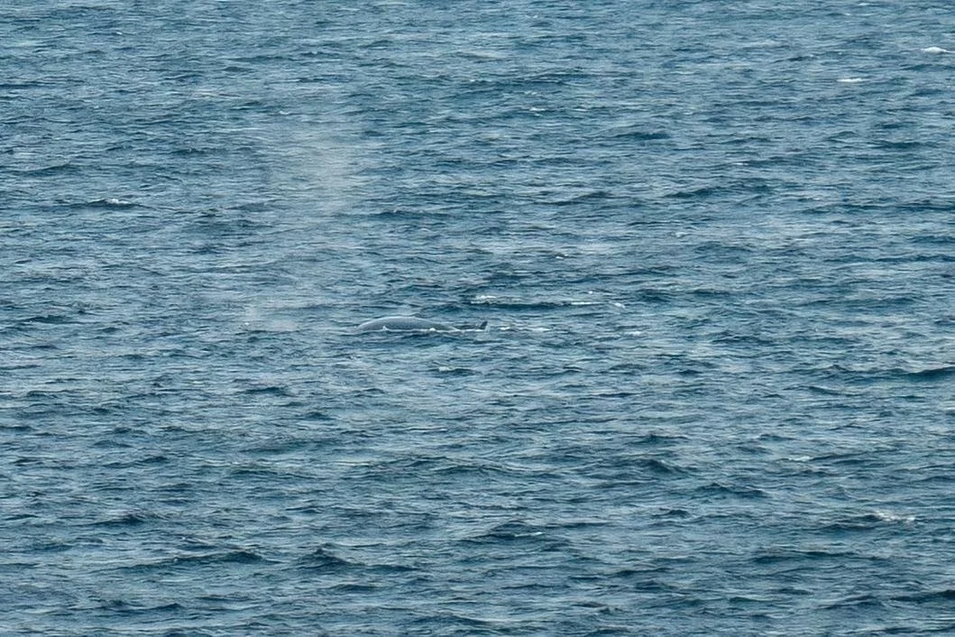 Then it rolls back down - its body is a lot longer than whst you see above the surface