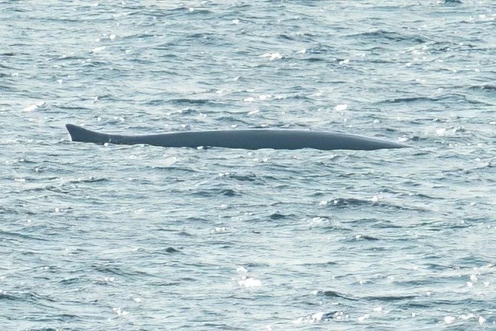 More fin whale during a roll