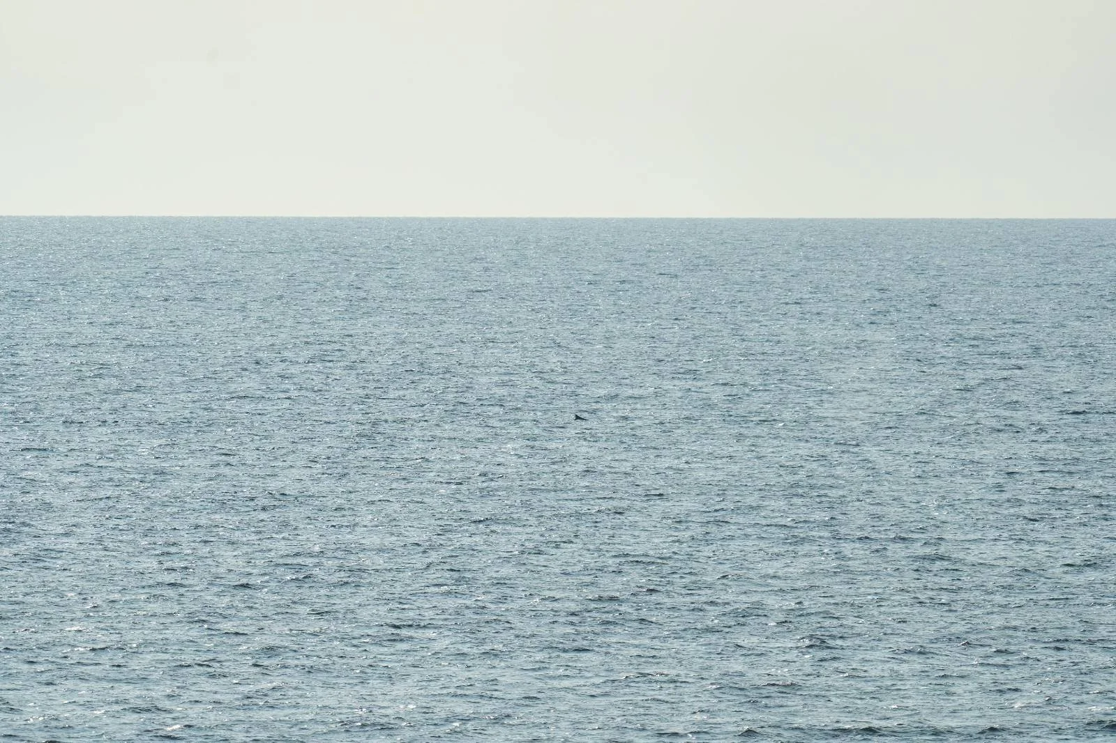 There is actually a fin whale in the middle of this picture - can you see it?